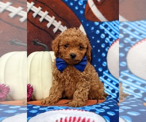 Cavapoo Puppy for sale in KIRKWOOD, PA, USA