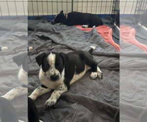 Staffordshire Bull Terrier-Unknown Mix Dogs for adoption in The Woodlands, TX, USA