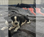 Clover - Female Staffordshire Bull Terrier-Unknown Mix Dog for Adoption - Small photo