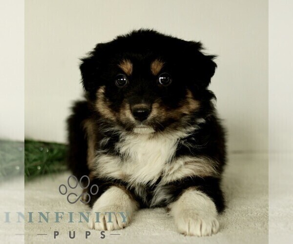 Medium Photo #1 Australian Shepherd Puppy For Sale in LANCASTER, PA, USA