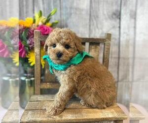 Poodle (Toy) Puppy for sale in ORO VALLEY, AZ, USA