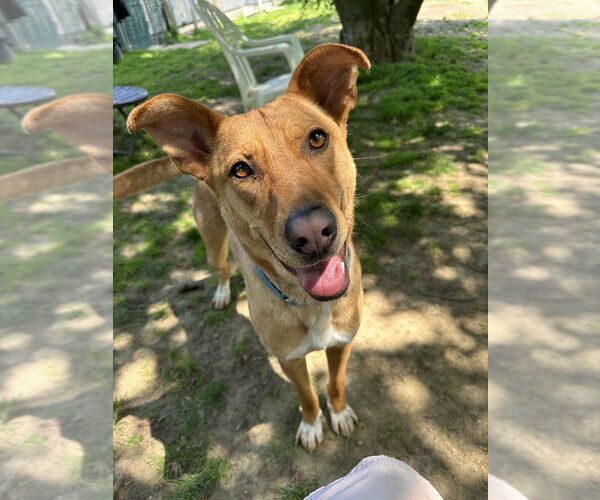 Medium Photo #1 Labrador Retriever-Unknown Mix Puppy For Sale in Brewster, NY, USA