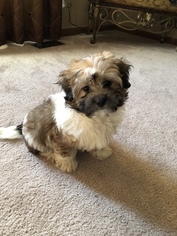 Zuchon Puppy for sale in CLINTON TOWNSHIP, MI, USA