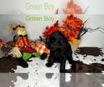 Puppy Green Boy Labradoodle