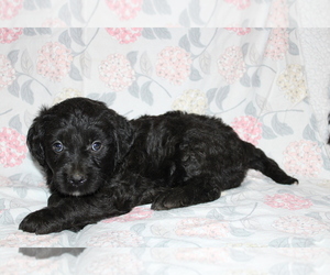 Goldendoodle (Miniature) Puppy for sale in BLOOMINGTON, IN, USA