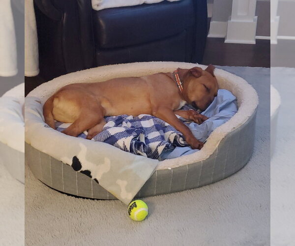 Medium Photo #11 Mutt Puppy For Sale in Evansville, IN, USA