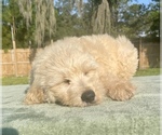 Small Photo #8 Goldendoodle Puppy For Sale in OCALA, FL, USA