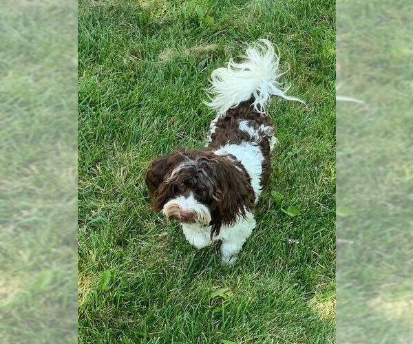 Medium Photo #4 Havanese Puppy For Sale in Fort Wayne, IN, USA
