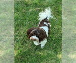 Small #3 Havanese