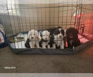 Sheepadoodle Puppy for sale in WENATCHEE, WA, USA