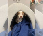Small #7 Italian Greyhuahua