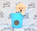 Small Photo #34 Pom-A-Poo Puppy For Sale in LAS VEGAS, NV, USA
