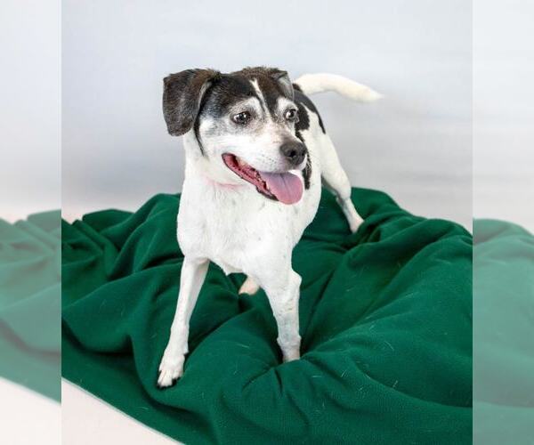 Medium Photo #5 Raggle Puppy For Sale in Kennesaw, GA, USA