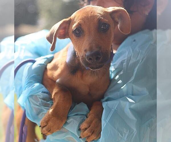 Medium Photo #1 Labrador Retriever-Unknown Mix Puppy For Sale in San Antonio, TX, USA