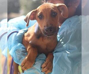 Labrador Retriever-Unknown Mix Dogs for adoption in San Antonio, TX, USA