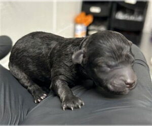 Maltipoo (Miniature) Dogs for adoption in San Bernardino, CA, USA