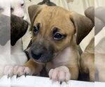 Small #8 Mutt