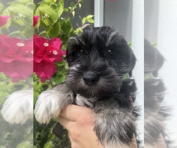 Medium Photo #8 Schnauzer (Miniature) Puppy For Sale in SARASOTA, FL, USA