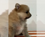 Small Photo #2 Pomeranian Puppy For Sale in DOWNING, MO, USA