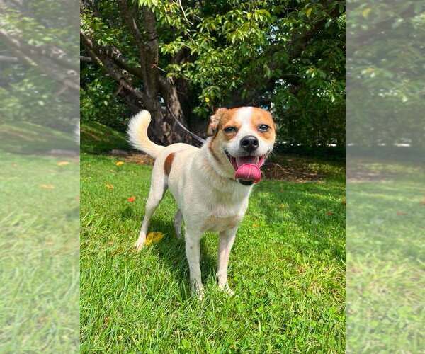 Medium Photo #2 Mutt Puppy For Sale in Candler, NC, USA