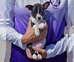 Small #2 Jack-Rat Terrier