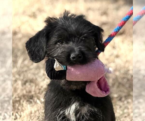 Medium Photo #3 Labrador Retriever-Unknown Mix Puppy For Sale in Yardley, PA, USA