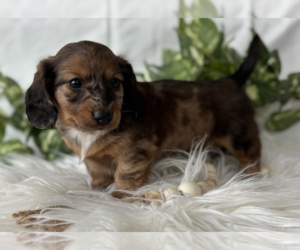 Medium Photo #7 Dachshund Puppy For Sale in ROCK STREAM, NY, USA