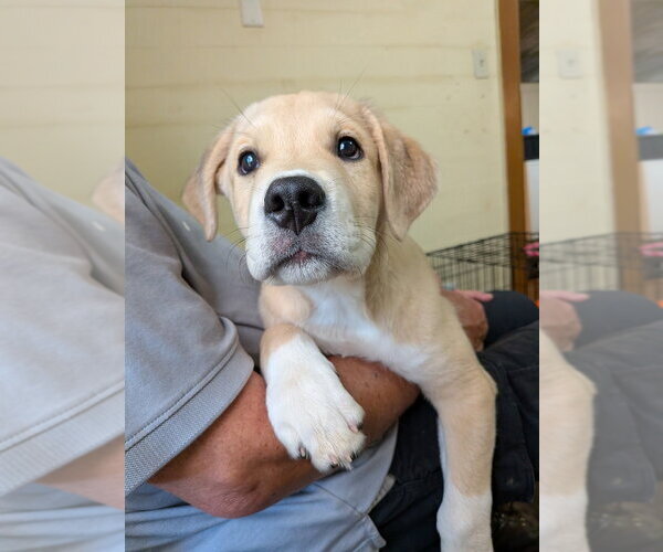 Medium Photo #2 Golden Retriever-Unknown Mix Puppy For Sale in Vail, AZ, USA