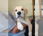 Small #1 Golden Retriever Mix