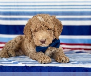 Poodle (Standard) Puppy for sale in LANCASTER, PA, USA