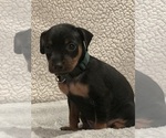 Small #5 Miniature Pinscher