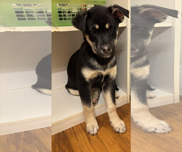 Medium Photo #5 Shepradors Puppy For Sale in Princeton, MN, USA