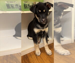 Six - Female Shepradors Dog for Adoption - Photo #5