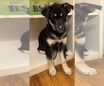 Small Photo #5 Shepradors Puppy For Sale in Princeton, MN, USA