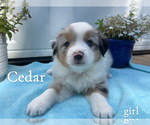 Image preview for Ad Listing. Nickname: Cedar