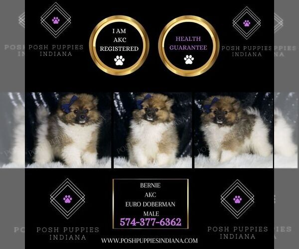 Medium Photo #6 Pomeranian Puppy For Sale in WARSAW, IN, USA
