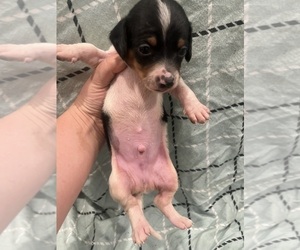 Dachshund Puppy for sale in EAST DOVER, VT, USA
