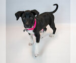 Small #6 Labrador Retriever Mix