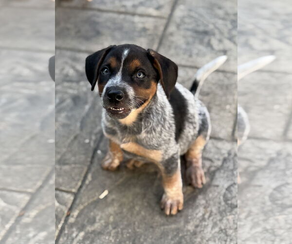 Medium Photo #1 Mutt Puppy For Sale in Fenton, MO, USA