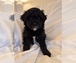 Small Photo #69 Miniature Bernedoodle Puppy For Sale in AUBURNDALE, FL, USA