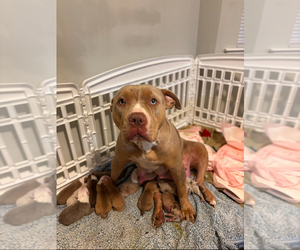 American Bully Litter for sale in FREDERICKSBURG, VA, USA