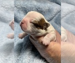 Small Photo #15 Boston Terrier Puppy For Sale in TULARE, CA, USA