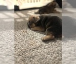 Puppy Puppy 2 French Bulldog