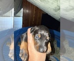 Small Doberman Pinscher