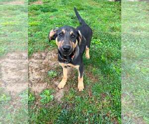 Mutt Dogs for adoption in New Oxford , PA, USA