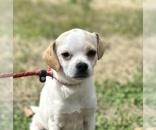 Medium Photo #1 Chihuahua-Unknown Mix Puppy For Sale in Yardley, PA, USA