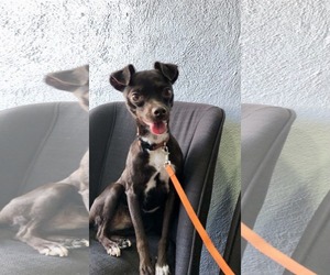 Chipin Dogs for adoption in Escondido, CA, USA