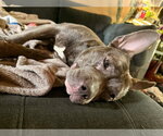 Small #6 American Pit Bull Terrier Mix
