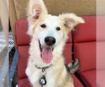 Small #1 Retriever  Mix