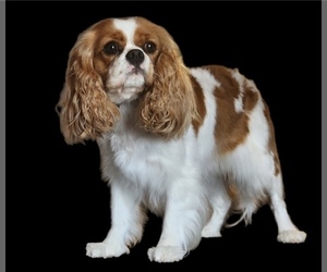 Mother of the Cavalier King Charles Spaniel puppies born on 05/22/2025